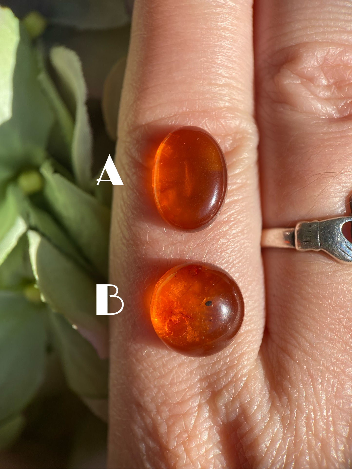 Baltic Amber
