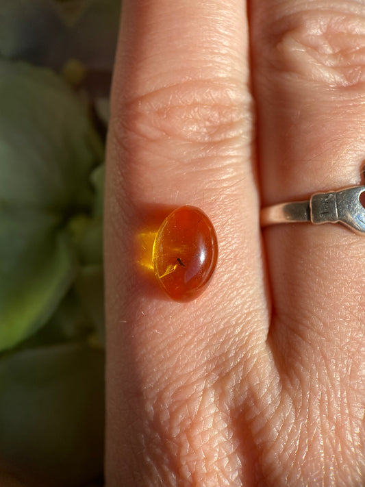 Buggy Amber Small Oval